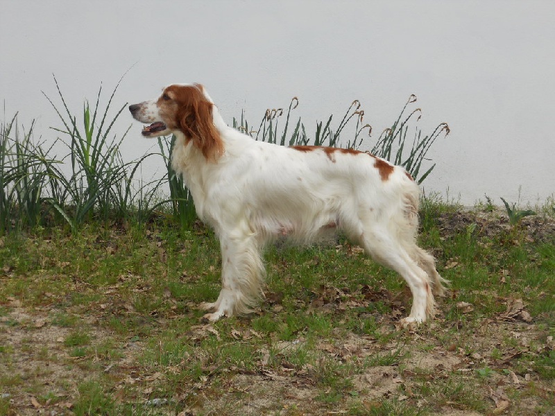 Amy des filles d'alvine